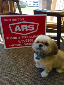 ARS Flood & Fire Cleanup Disaster Dog Pets Safe